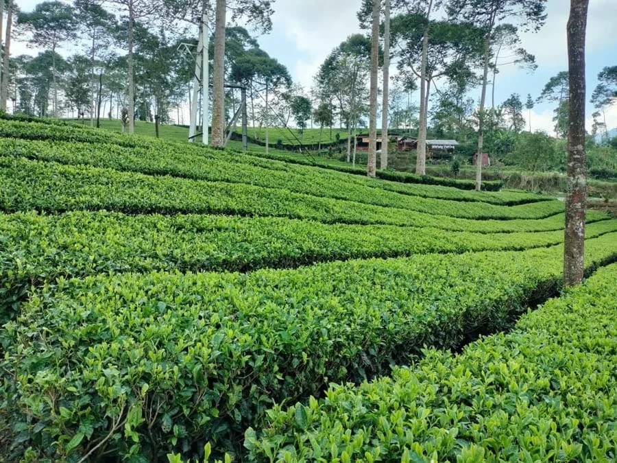 Kebun Teh Panama - Wonosobo Regency