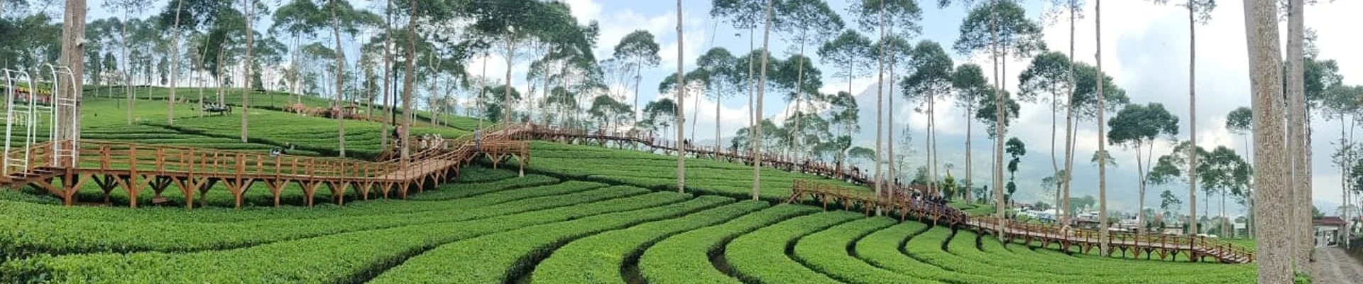 Kebun Teh Panama - Wonosobo Regency