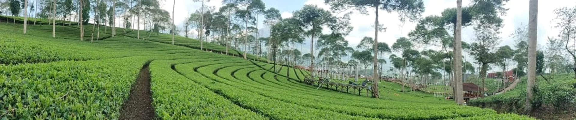 Kebun Teh Panama - Wonosobo Regency